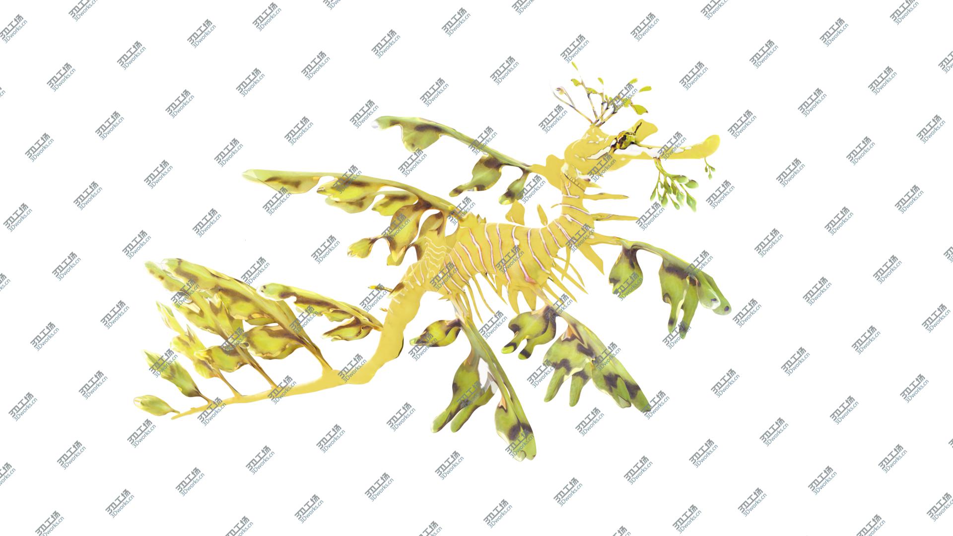 images/goods_img/202105074/Leafy Sea Dragon 3D model/1.jpg
